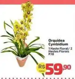 Supermercado Jacomar Orquídea Cymbidium oferta