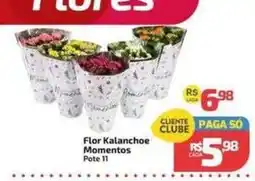 Supermercado Jacomar Flor Kalanchoe Momentos oferta