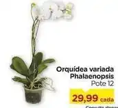 Carrefour Orquídea - variada phalaenopsis oferta