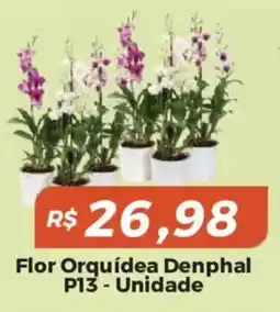 Mart Minas Flor Orquídea Denphal oferta