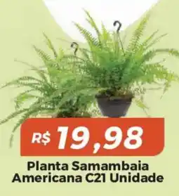 Mart Minas Planta samambaia americana c21 unidade oferta