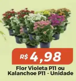 Mart Minas Flor Violeta P11 ou Kalanchoe P11 oferta