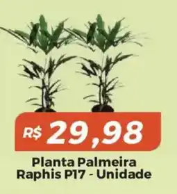 Mart Minas Planta Palmeira Raphis P17 oferta