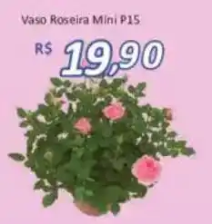 Supermercados Savegnago Vaso Roseira Mini P15 oferta