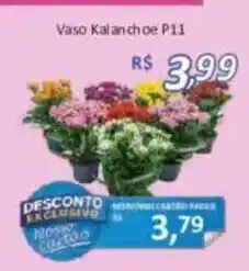 Supermercados Savegnago Vaso Kalanchoe P11 oferta