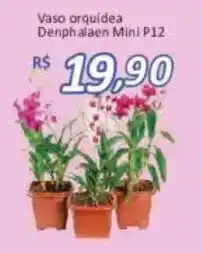 Supermercados Savegnago Vaso orquidea Denphalaen Mini P12 oferta