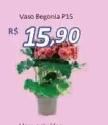 Supermercados Savegnago Vaso Begonia P15 oferta