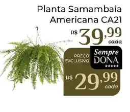 Dona de Casa Planta samambaia americana ca21 oferta