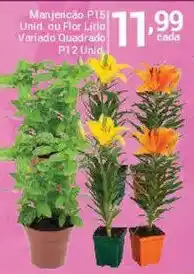 X Supermercados Manjericão P15 Unid. ou Flor Lírio Variado Quadrado P12 Unid. oferta