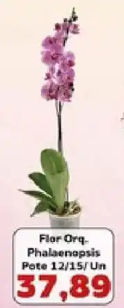Supermercados Tauste Flor Orq. Phalaenopsis oferta