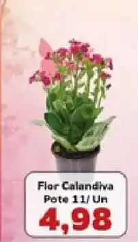 Supermercados Tauste Flor calandiva oferta