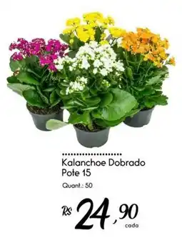 Giassi Supermercados Kalanchoe Dobrado oferta