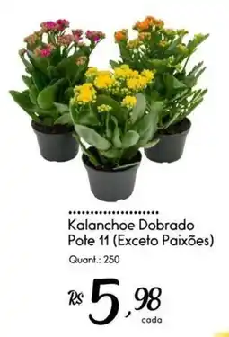 Giassi Supermercados Kalanchoe Dobrado oferta