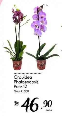 Giassi Supermercados Orquídea phalaenopsis oferta