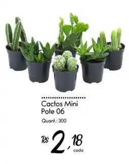 Giassi Supermercados Cactos mini pote 06 oferta