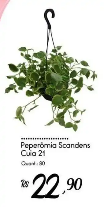 Peperômia scandens cuia 21