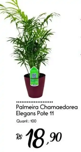 Palmeira Chamaedorea Elegans Pote 11
