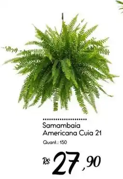 Giassi Supermercados Samambaia Americana Cuia 21 oferta