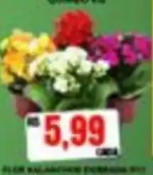 Supermercado Porecatu Flor de balanço oferta
