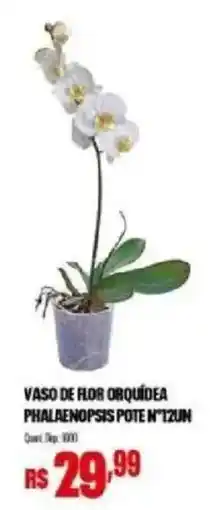 Bistek Supermercados Vaso de flor orquídea phalaenopsis pote n°12un oferta