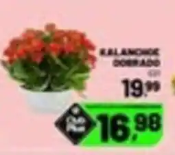Supermercado Cubatao Kalanchoe dobrado oferta