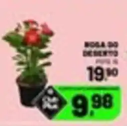 Supermercado Cubatao rosa do deserto oferta