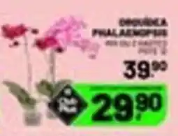 Supermercado Cubatao Dorcela phalaenopsis oferta