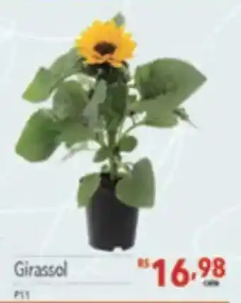 Girassol