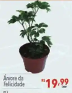 Supermercados Condor Árvore da Felicidade oferta