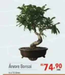 Supermercados Condor Árvore Bonsai oferta