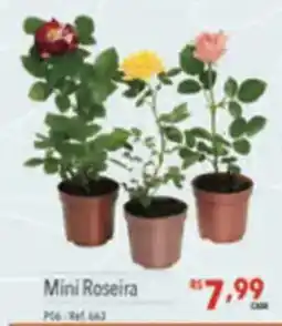 Supermercados Condor Mini Roseira oferta