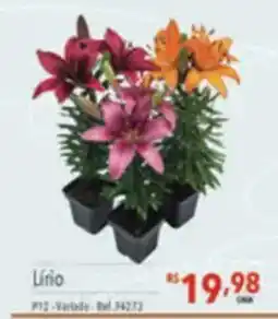 Supermercados Condor Lírio oferta