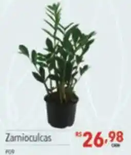 Supermercados Condor Zamioculcas oferta