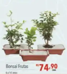 Supermercados Condor Bonsai frutas oferta
