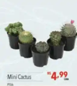 Supermercados Condor Mini Cactus oferta