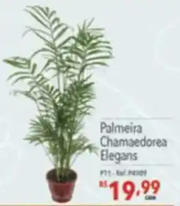 Supermercados Condor Palmeira Chamaedorea Elegans oferta
