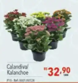 Supermercados Condor Calandiva/ Kalanchoe oferta