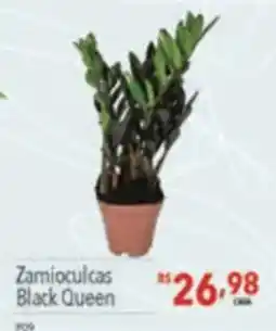 Supermercados Condor Zamioculcas black queen oferta