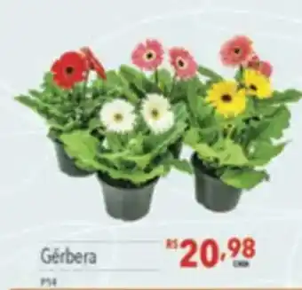 Supermercados Condor Gérbera oferta