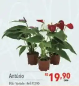 Supermercados Condor Antúrio oferta