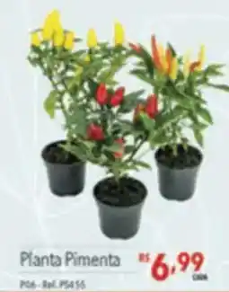 Supermercados Condor Planta Pimenta oferta