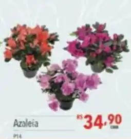 Supermercados Condor Azaleia oferta