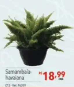 Supermercados Condor Samambaia-havaiana oferta