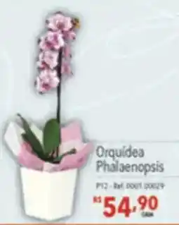 Supermercados Condor Orquídea phalaenopsis oferta