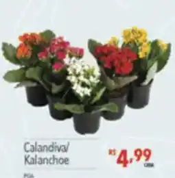 Supermercados Condor Calandiva/ Kalanchoe oferta