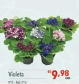 Supermercados Condor Violeta oferta
