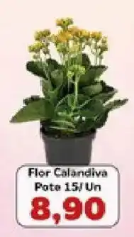 Supermercados Tauste Flor Calandiva oferta