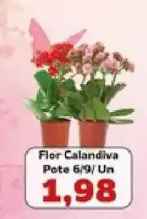 Supermercados Tauste Flor Calandiva oferta