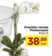 Carrefour Orquídea - variada phalaenopsis oferta