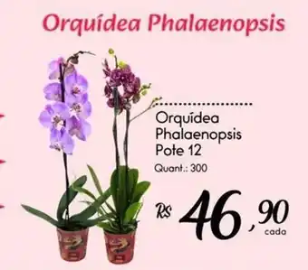 Orquídea Phalaenopsis
